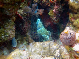 1 Reef IMG 4036